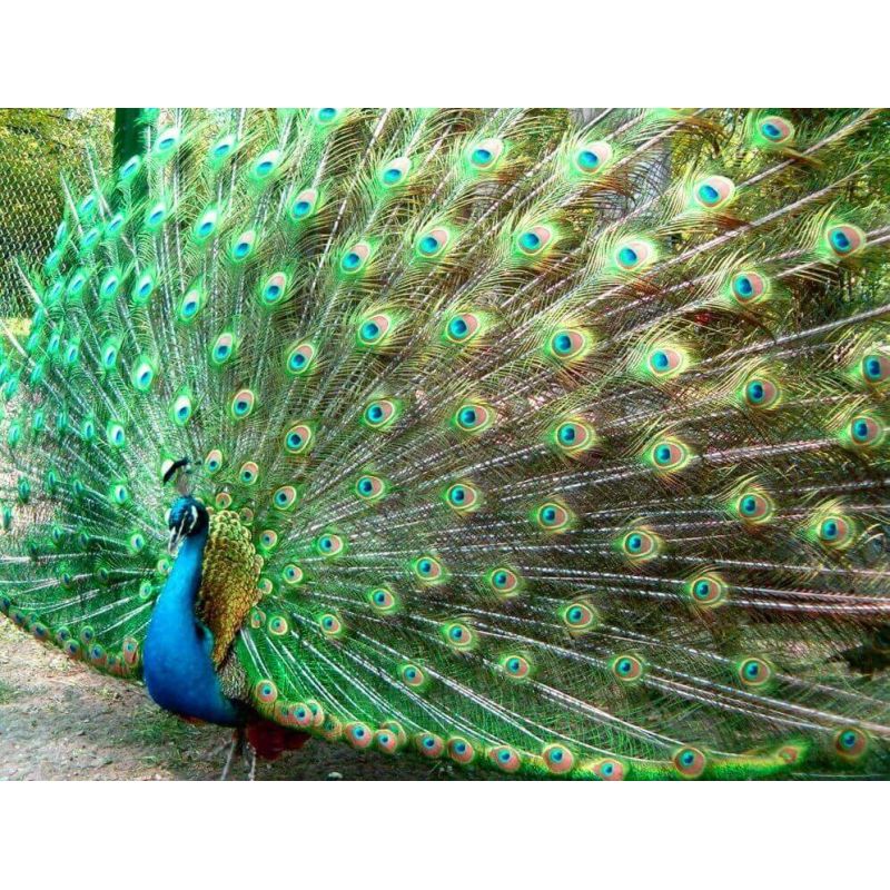 Top 100++ Bức Tranh Chim Công Treo Tường Đẹp Ý Nghĩa 2022